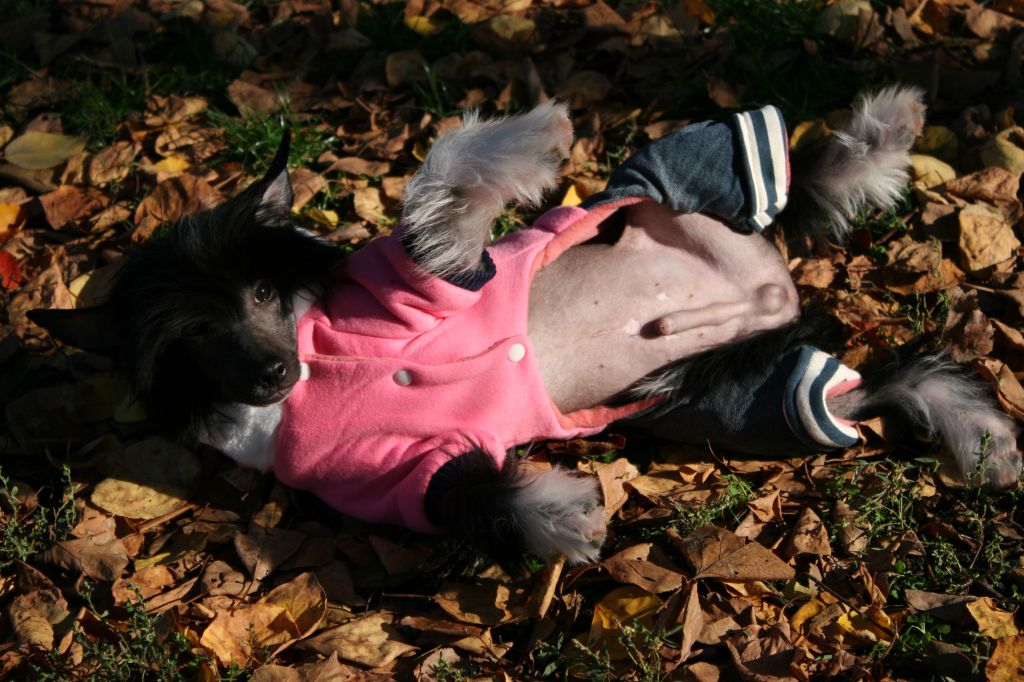 Hextech,Triple-Shot de Fageiro