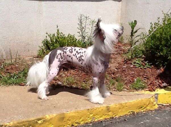 Can Ch SassyTails White Wolverine