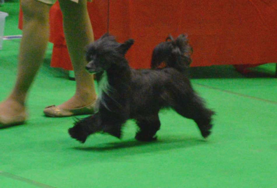 Stormblåstens I Am The Black Wizard