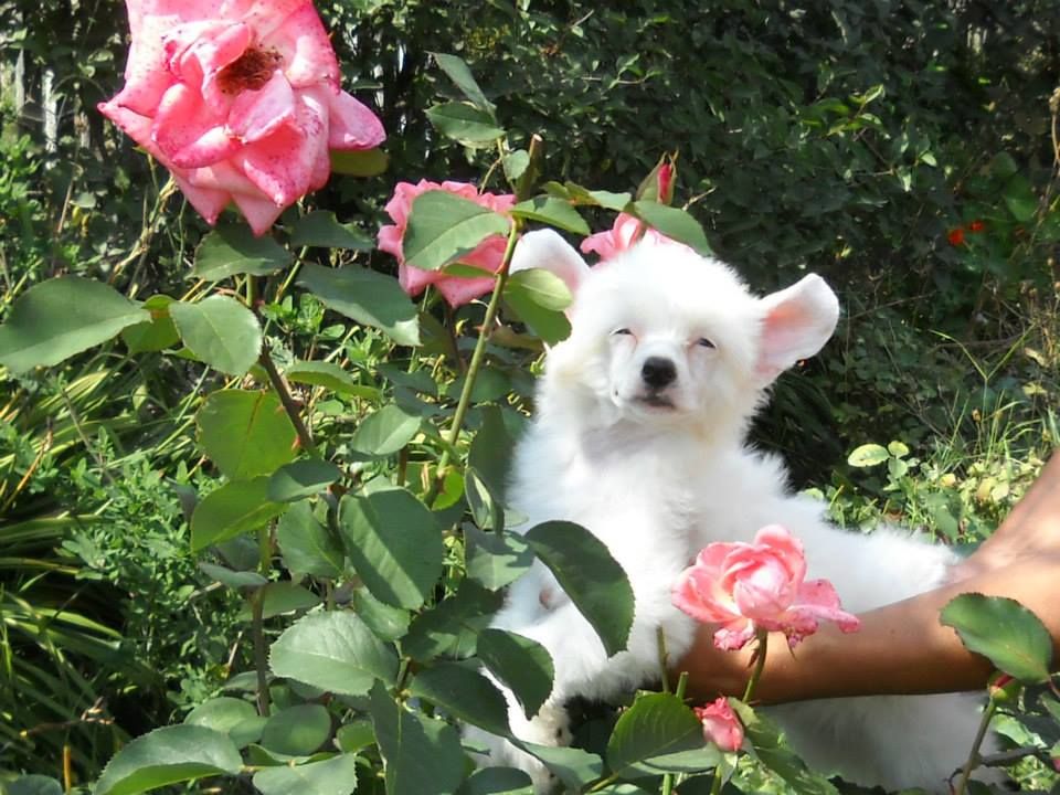 Kakao Krem Dom Risorto