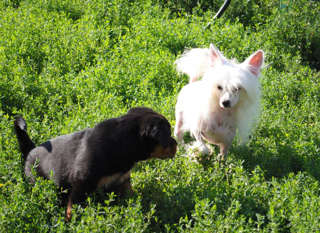 Kal'vados Dom Risorto