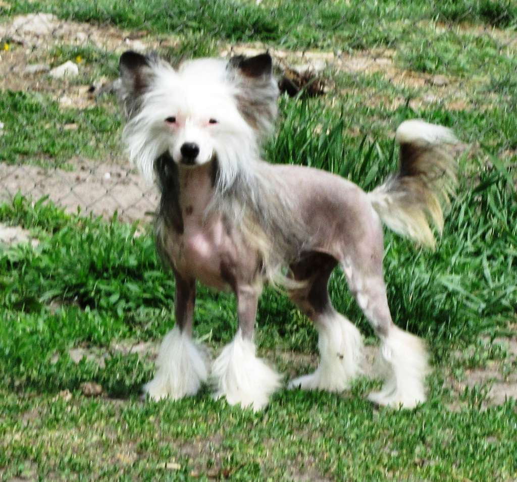 Kaliforniya Dom Risorto