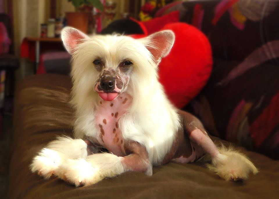 Kira Black And White Tango Dom Risorto