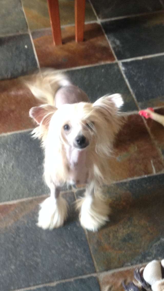 Crest'd Label Candy Crush