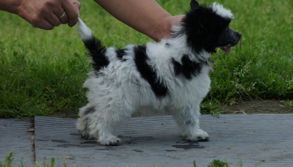 Moment of Glory Bellatrix