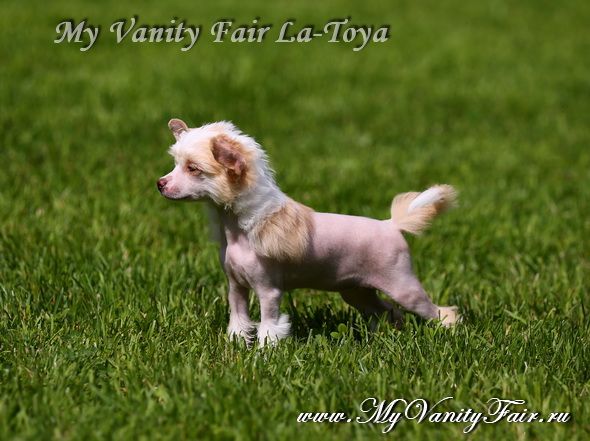 My Vanity Fair La-Toya