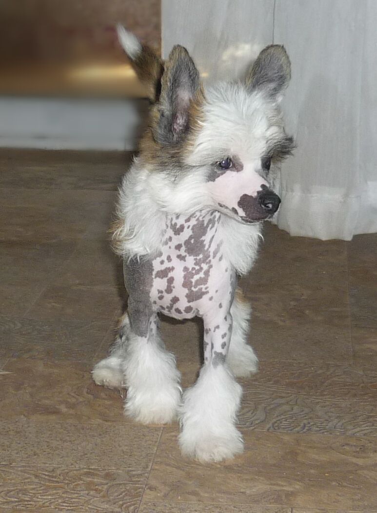 Legion Of Dream  Senator Stail