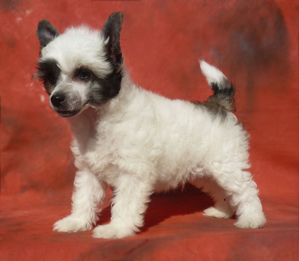 Legion Of Dream  Star Warrior