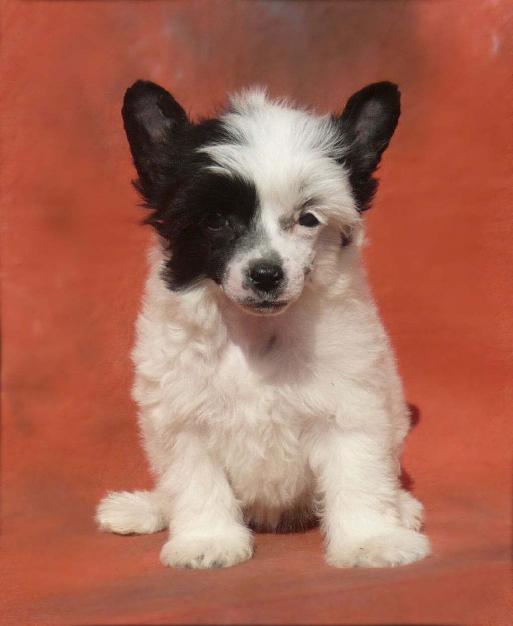 Legion Of Dream  Suzanne Louis Versace