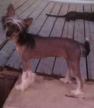 Brigadunes Dark Shadow Crystal By Dee Kay