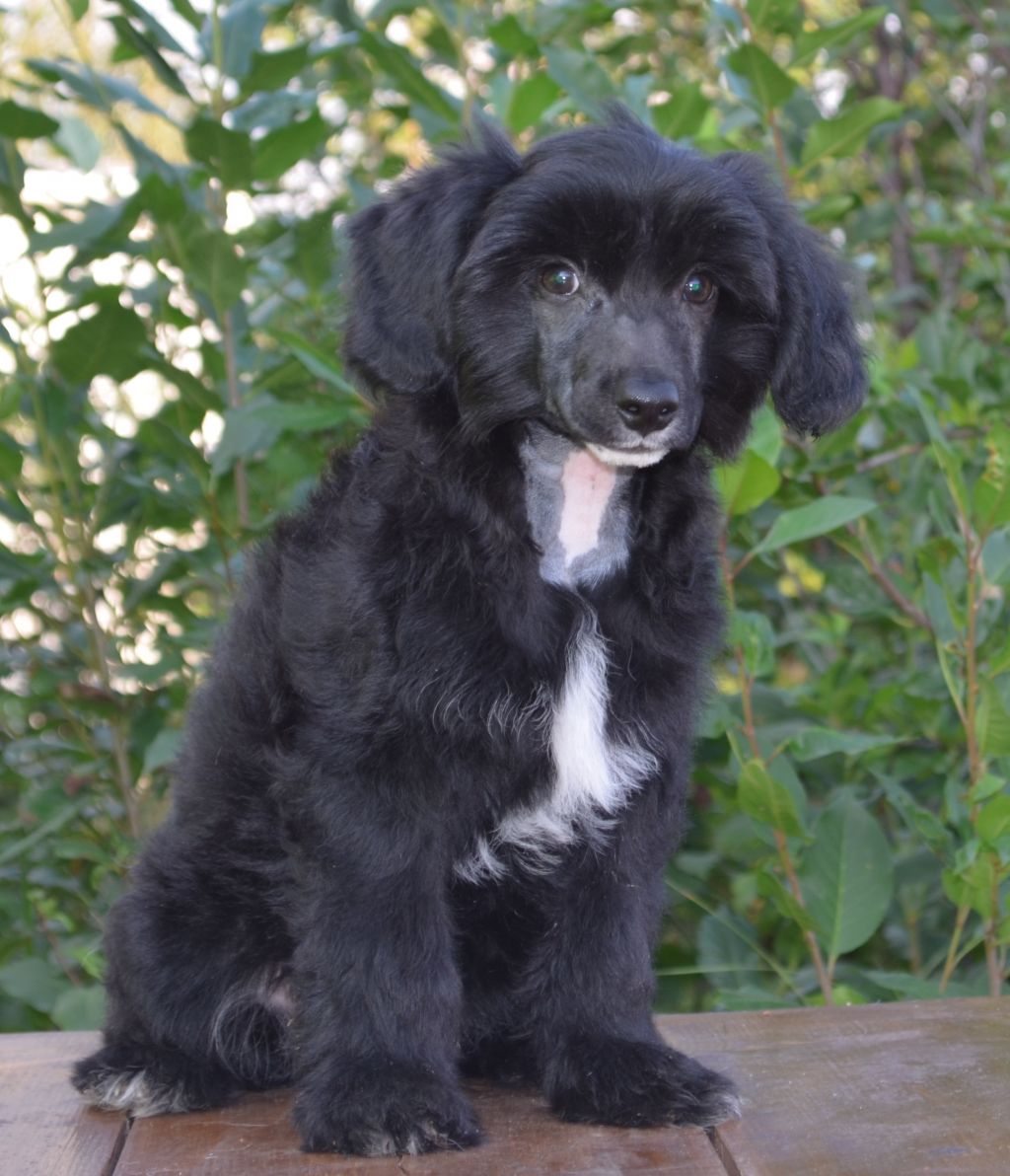 Ognenny Lotos Pirat Dzhek Blek