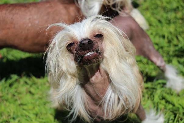 Bella Constanta Rebekka Charp