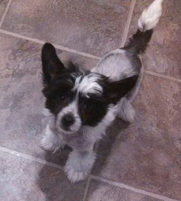 Creekside's Spitting Image