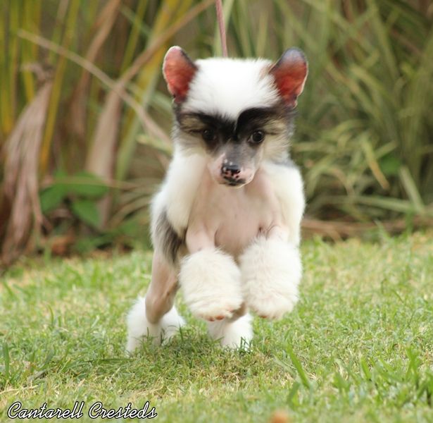 Antonello il Mascherato (Cantarell/Tamayo)