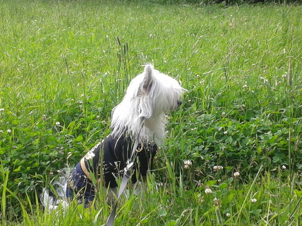 Landkris Nostalgia of Chloe