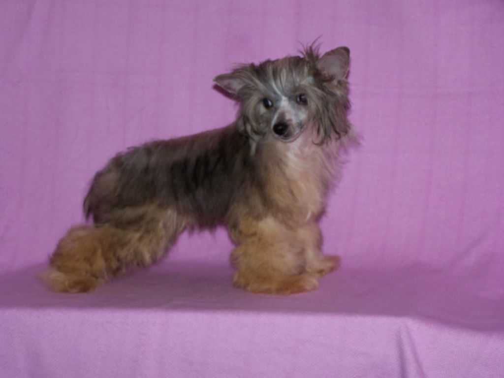 Dream of Stars Gintaro Magija