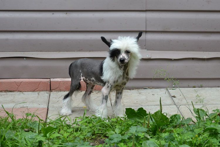 Vellar Pljus Aristokrat