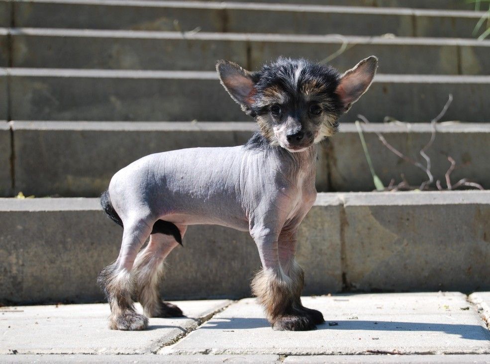 Perl Magic Asta La Vista