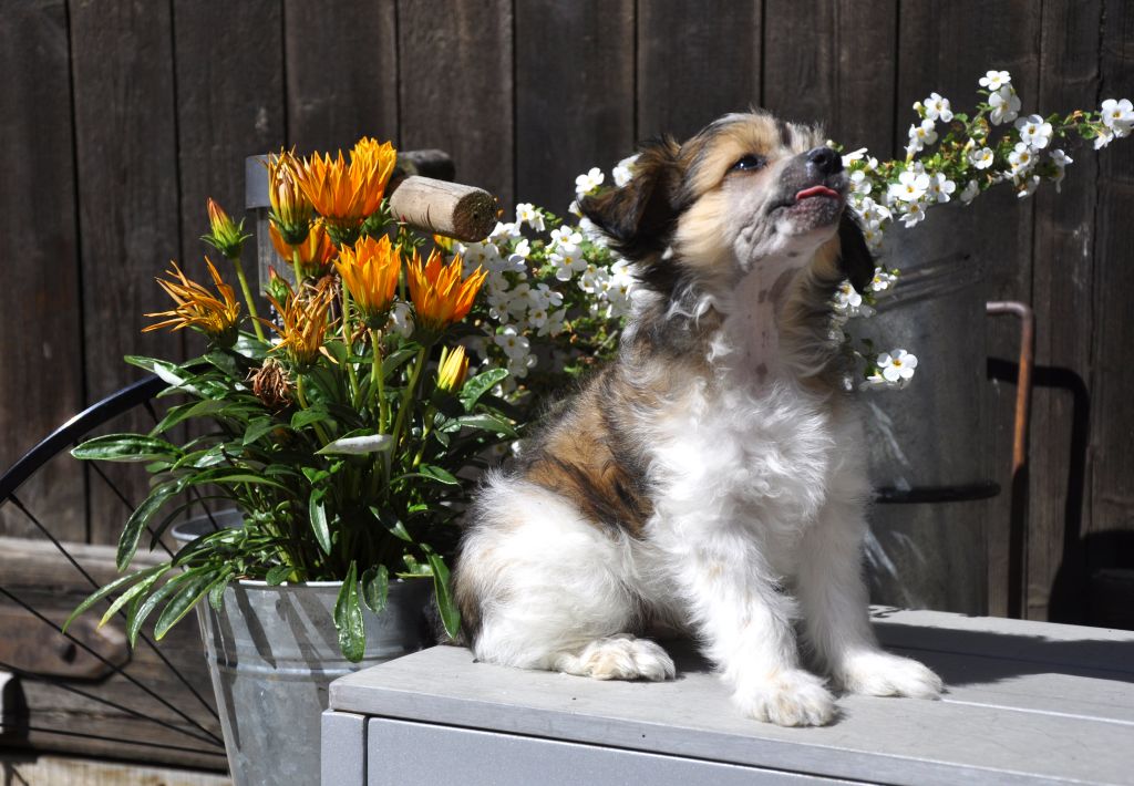 DJ of little twinkling stars