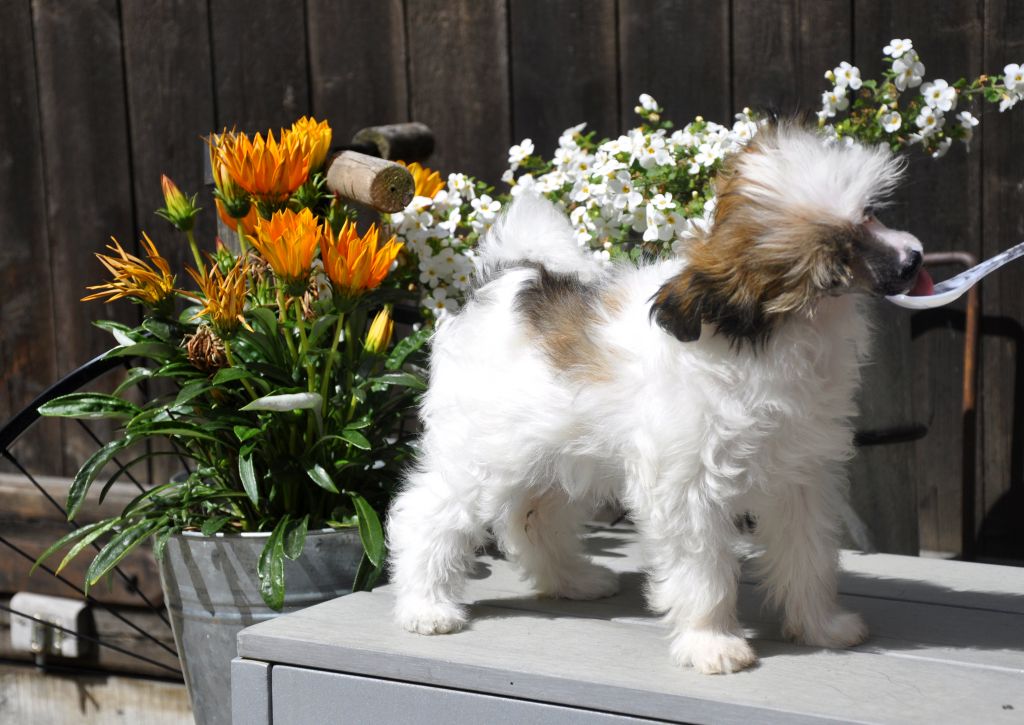 Daisy of little twinkling stars