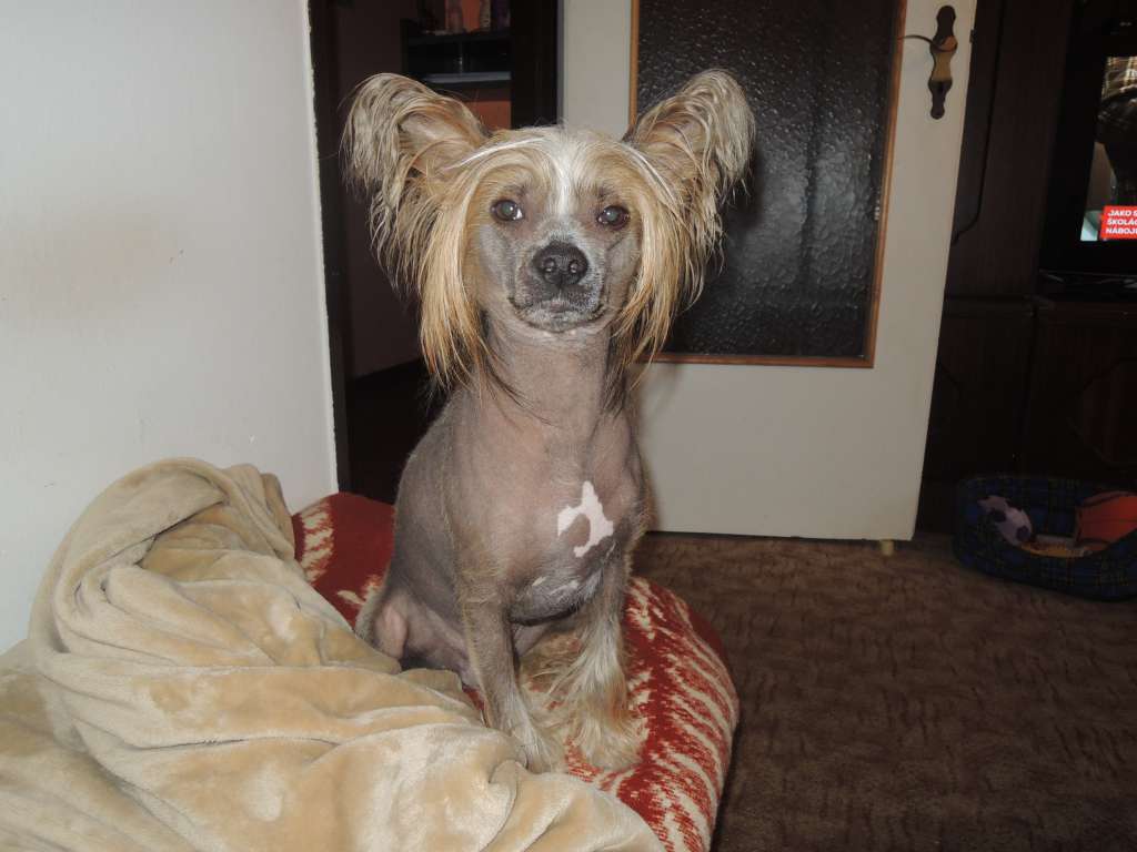 Gizmo z Pulnocního dvora