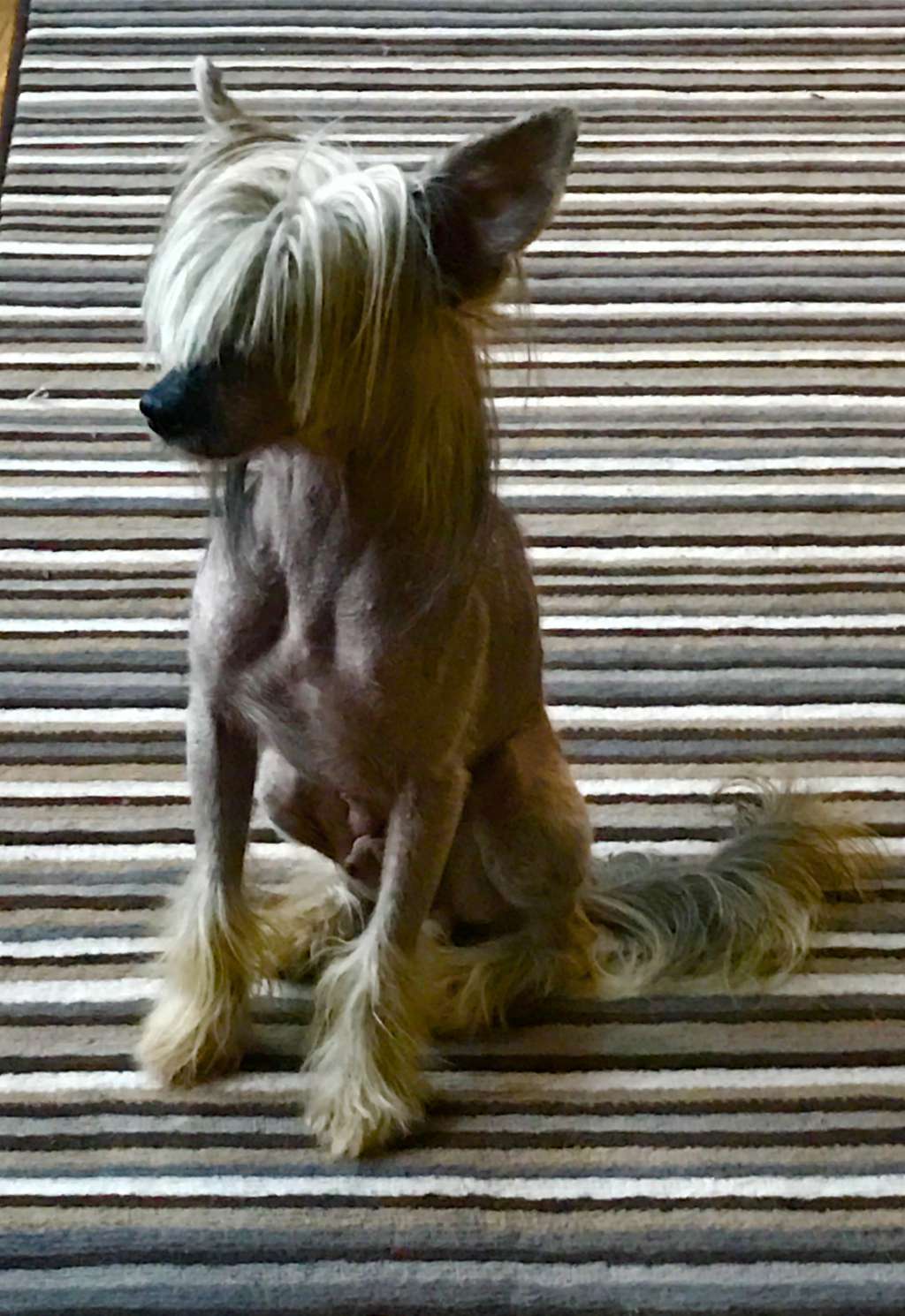 Gnomo z Pulnocního dvora