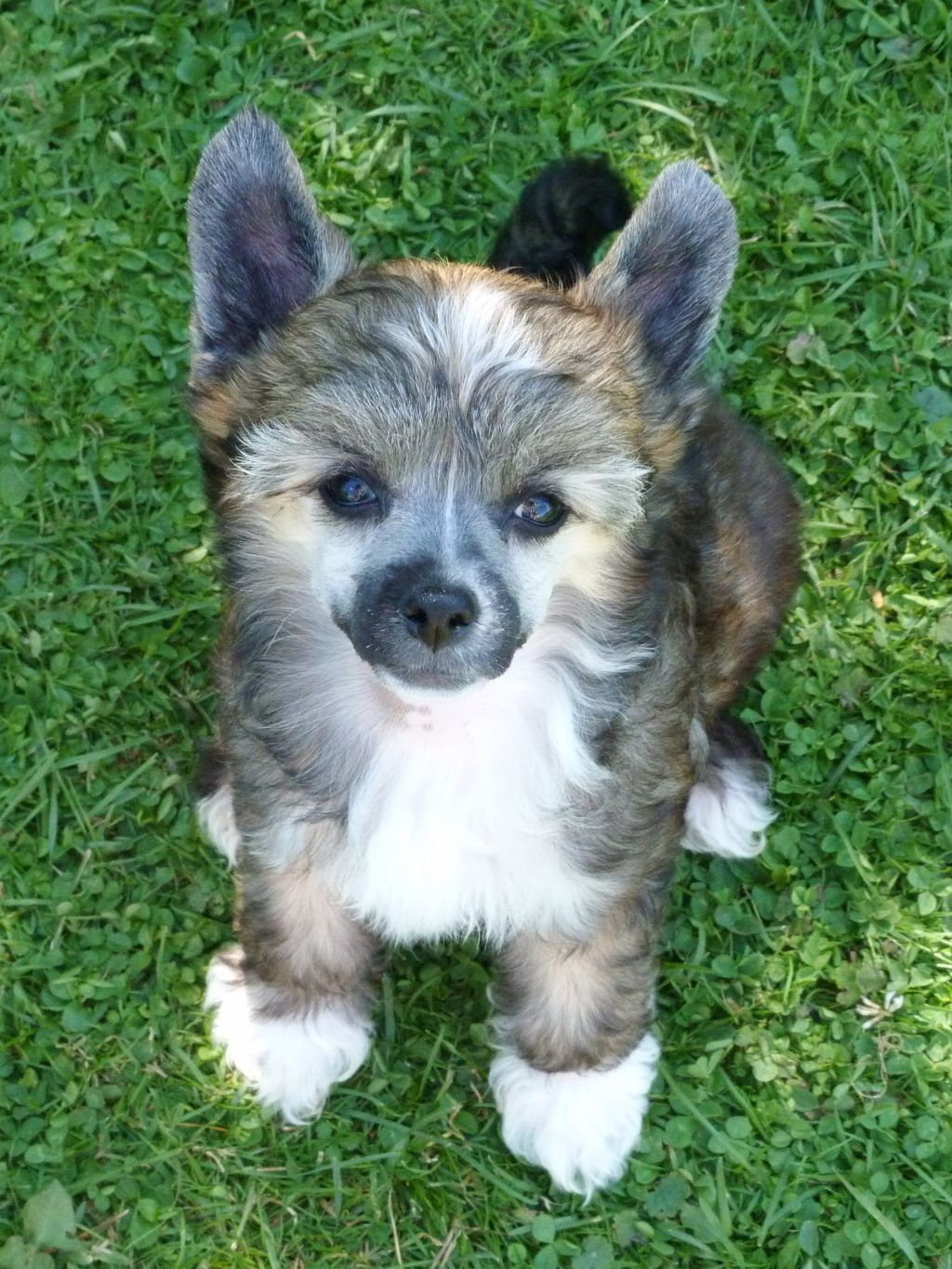 Ginevra z Pulnocního dvora