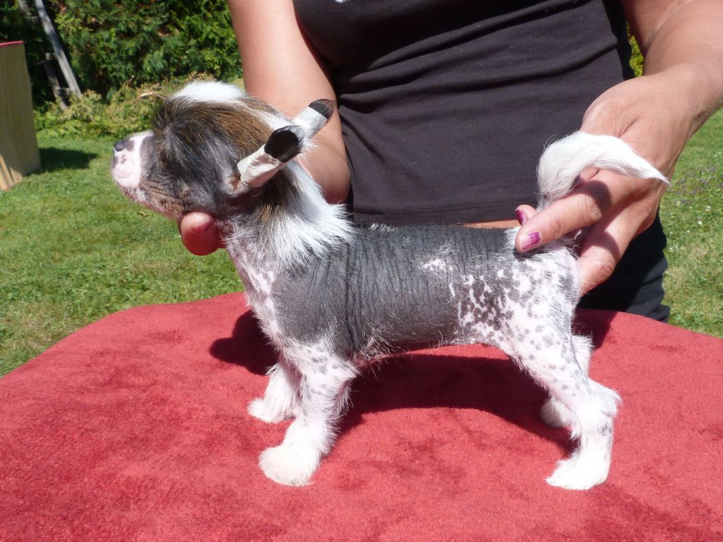 Hibah z Pulnocního dvora