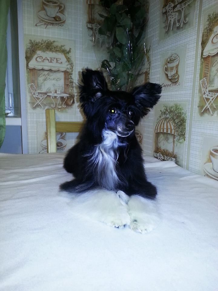 Alvine Band Uncle Sam