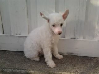 Wild At Hardt Svea Nivea