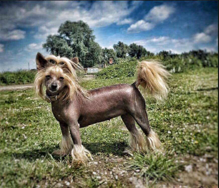 Cat's China Dogs Ultra Top Lady