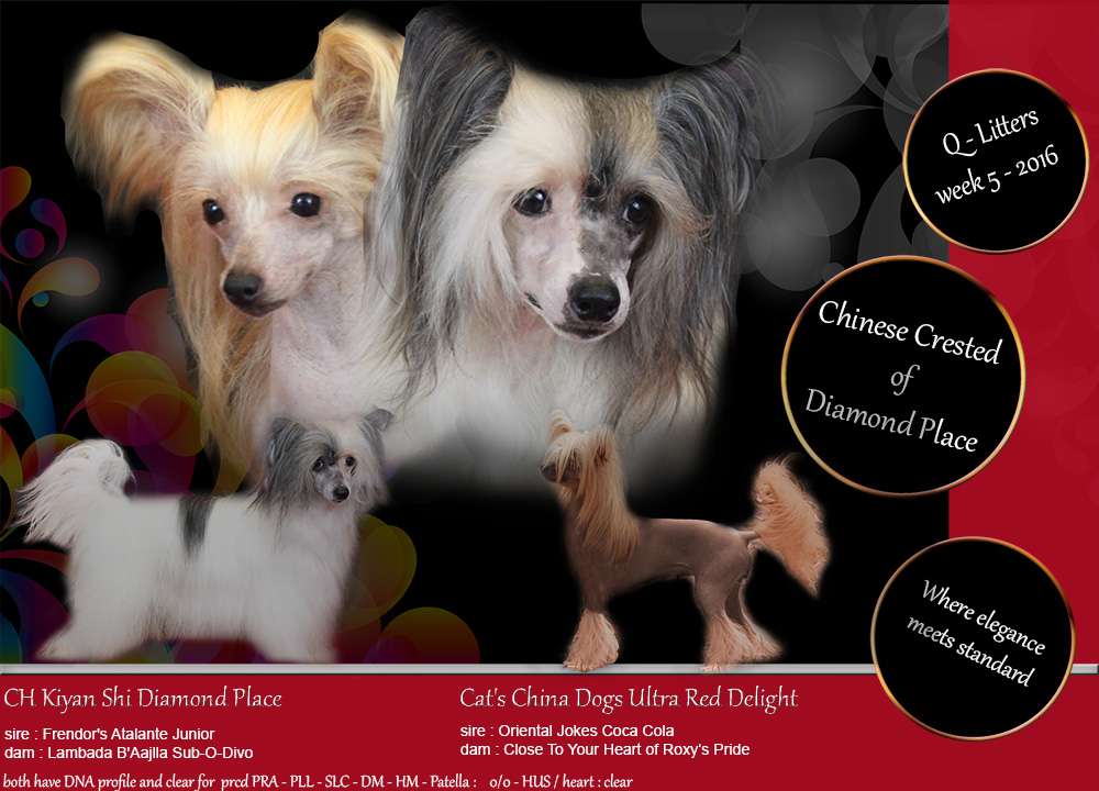 Cat's China Dogs Ultra Red Delight