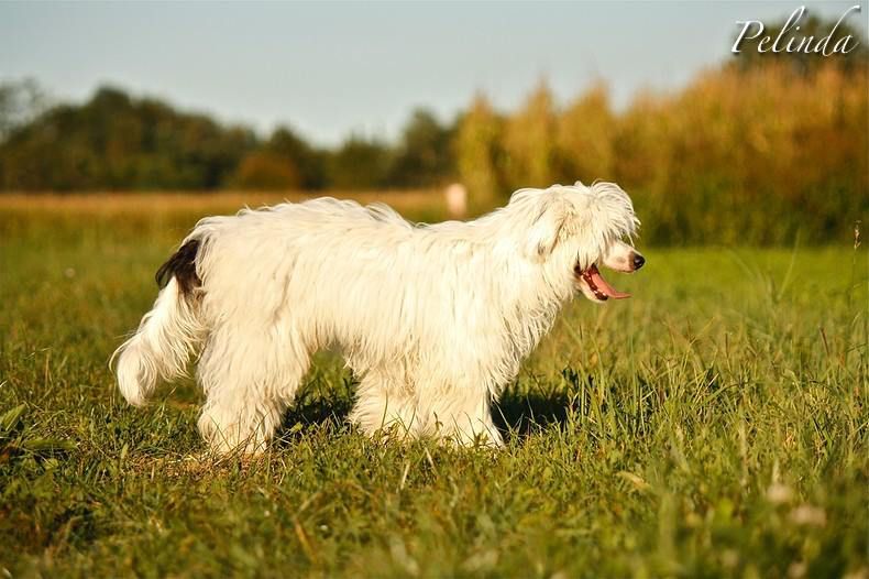 Armonius The Magic Divo