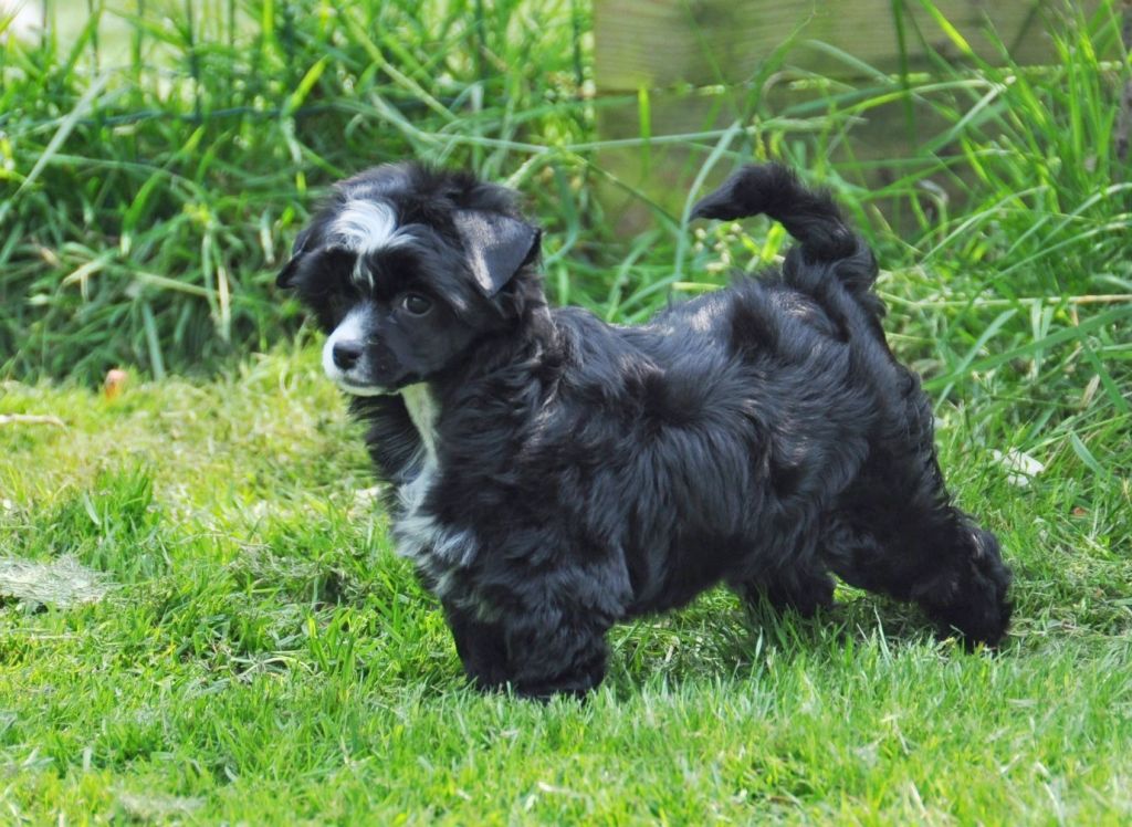 Iyo Chan Little Champs