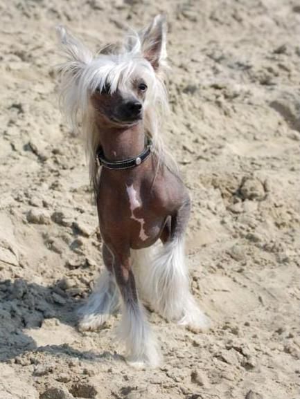 Original Obi Of Gizzy's Home