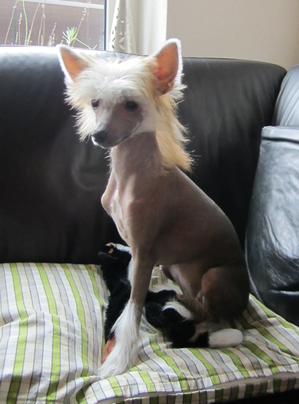 Curious Caycie Of Gizzy's Home