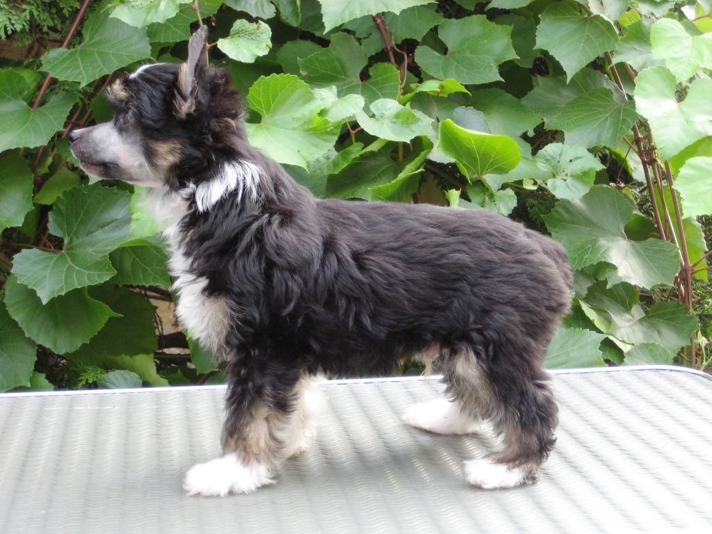 Elliott Diamond of the Night