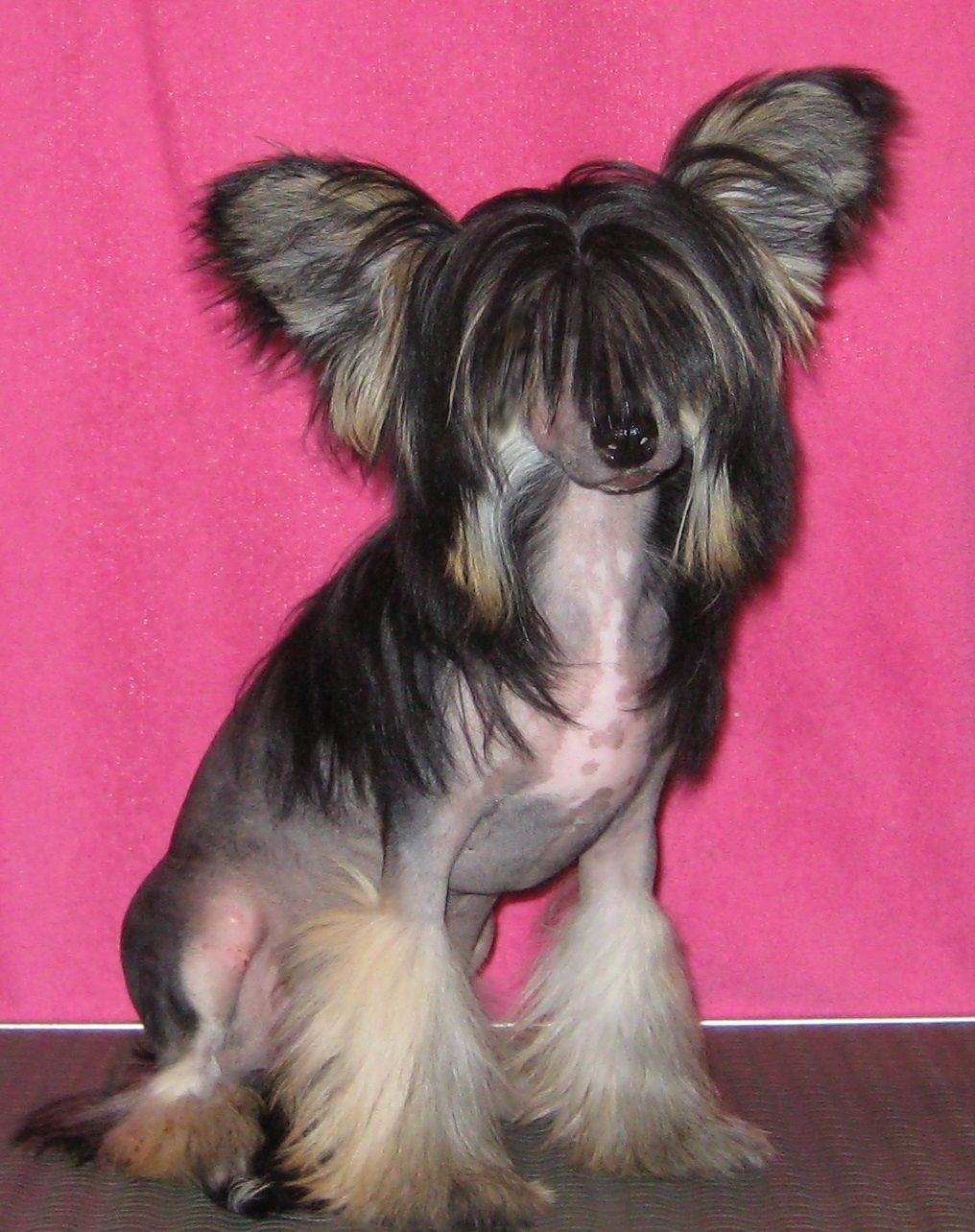 Elli Diamond of the Night