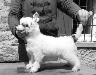 Taï Mandchou's Iggins Marshall