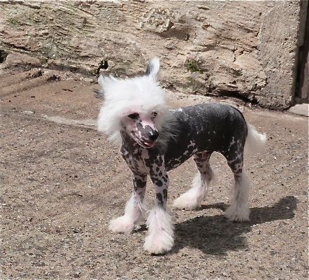 Taï Mandchou's Inedit Secret