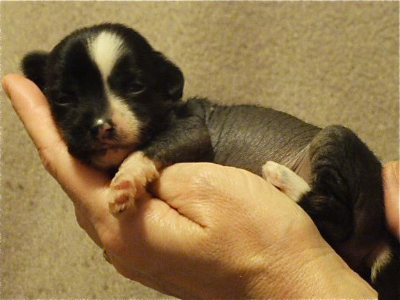 Taï Mandchou's Ivanne Essence