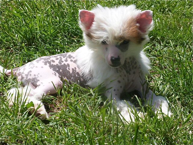 Taï Mandchou's Illicit Mustang