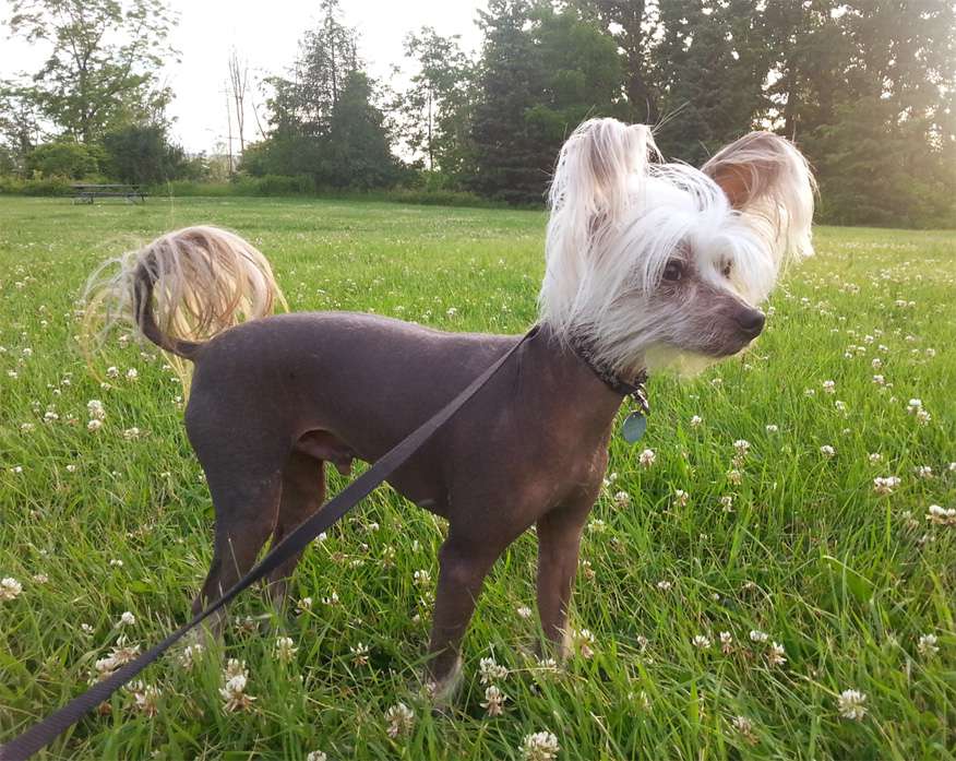 Windwater Altacrest Time Warp