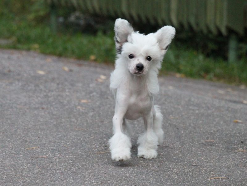 Joyway's Here We Go Again