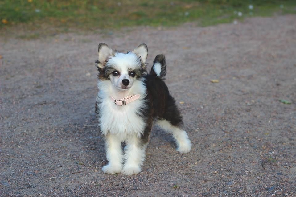 Joyway's Bring It On!