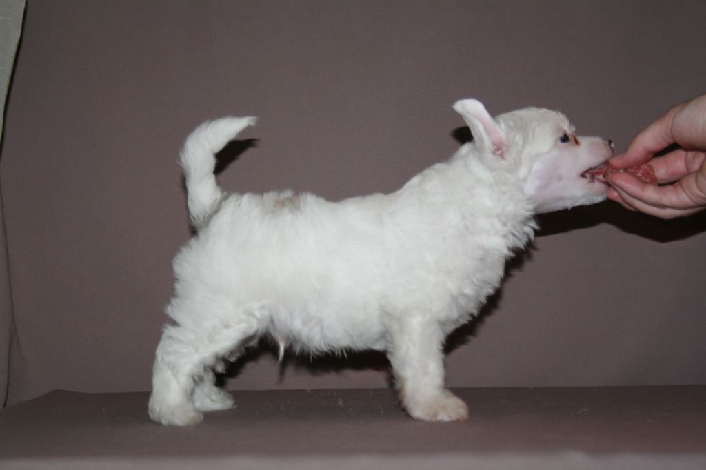 Lady Buck's Boogeyman