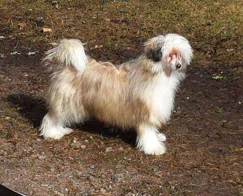 Lady Buck's Bad Hair Day