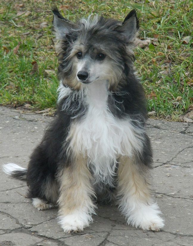 Del Terro Perros Armani