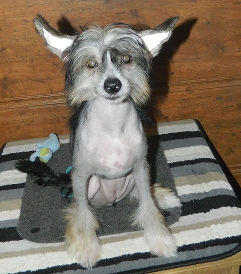 Del Terro Perros Andzhe Lina