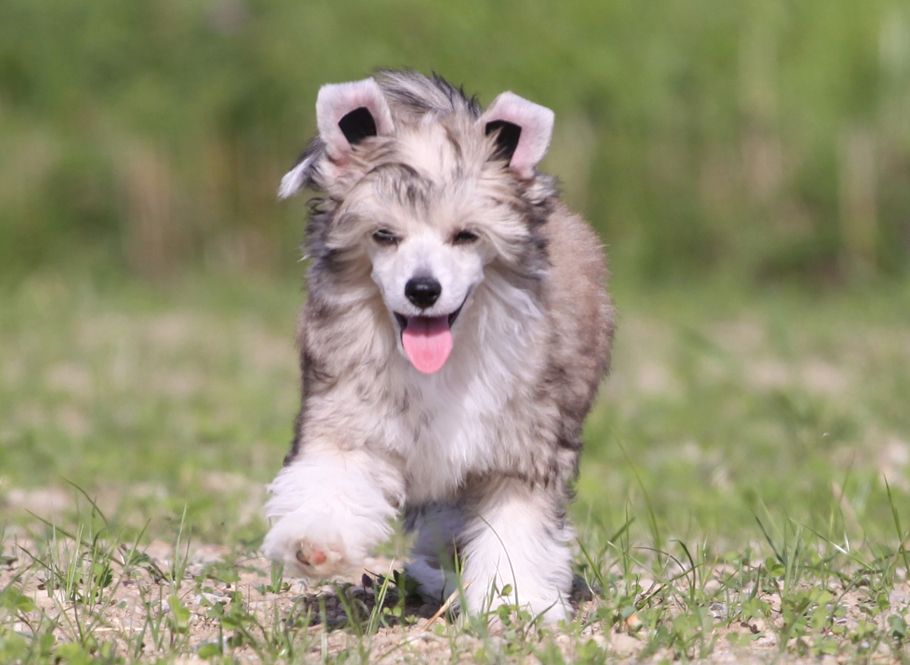 Every little Step Quickly in Love